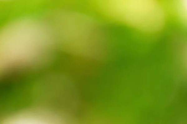 Arka plan koyu ve açık noktalar ile bulanık yeşil yaprakların