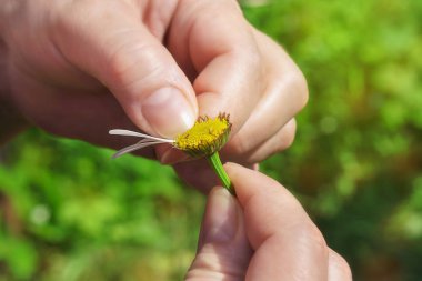 Kadın papatya yaprakları üzerinde tahmin