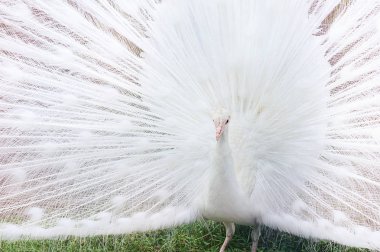 Beyaz Tavus kuşu ile onun kuyruk açık duruyor