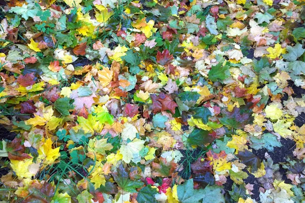 Textur Der Herbstblätter — Stockfoto