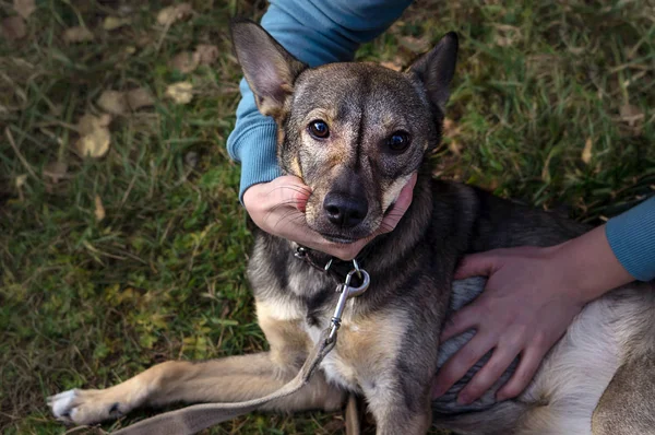 Bir köpek yavrusu baş ve vücut tarafından tutan eller