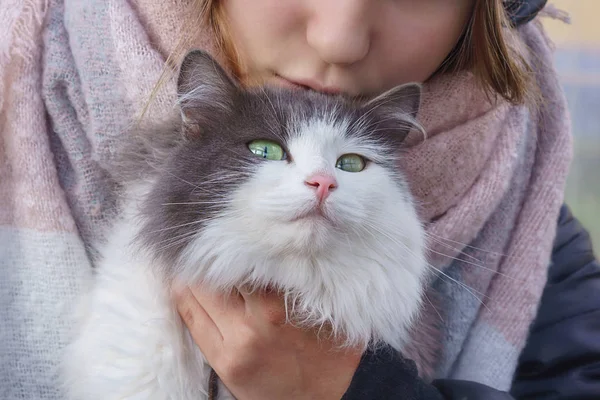 Gato Senta Nos Braços Menina Arrogantemente Olha — Fotografia de Stock