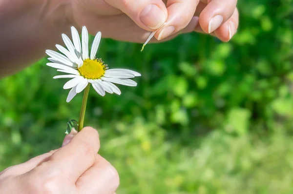 Female hand tears off chamomile petals