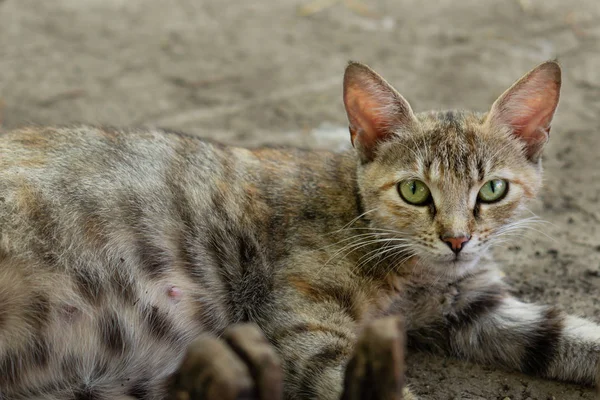 Gato grávida — Fotografia de Stock