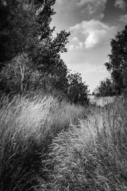 Yabani ot alan. Yol yüksek çim.