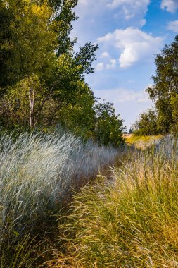 Yabani ot alan. Yol yüksek çim.