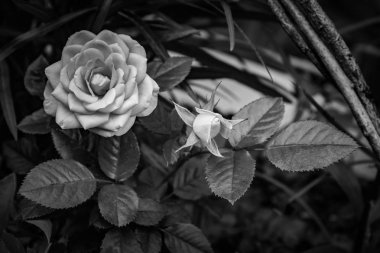 Gül. Gül buketi. Gül ve gül bud.