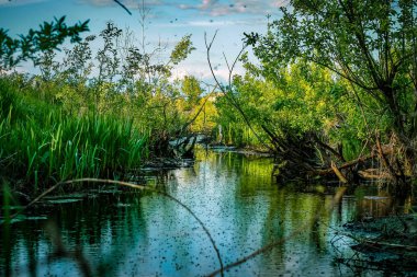 Vahşi bataklık sessiz nehir yansıma manzara. Bataklık yansıma.