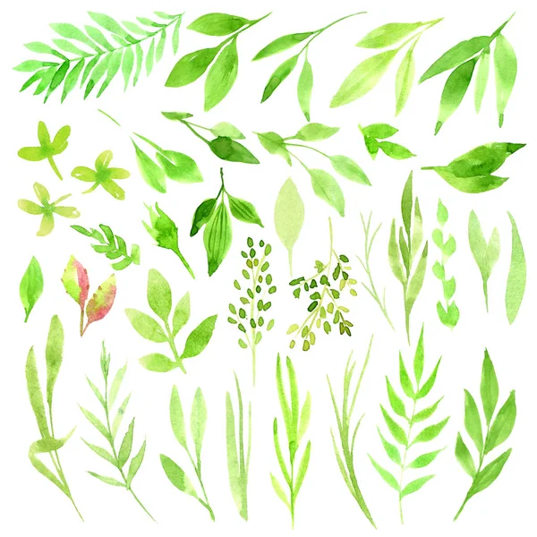 Botanik clipart. Yeşil yaprakları, otlar ve dallar kümesi. Çiçek tasarım öğeleri. Düğün davetiyeleri, tebrik kartları, Bloglar, posterler ve daha fazlası için mükemmel. Suluboya resimler.