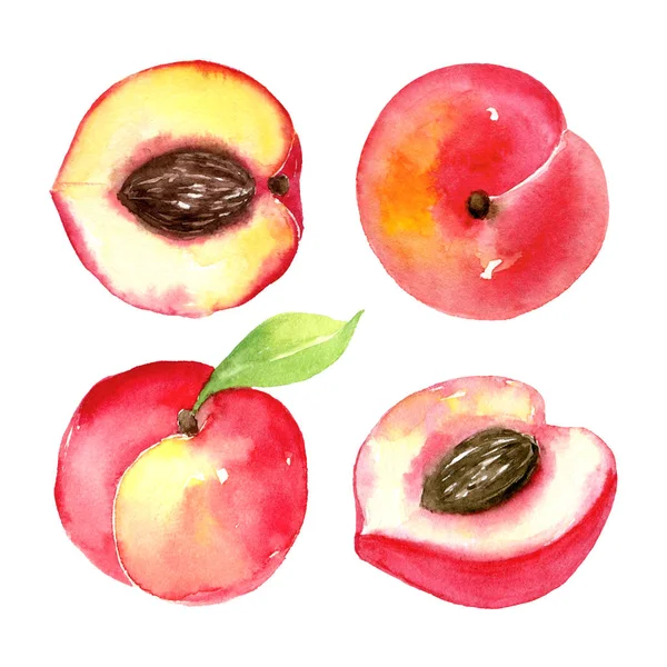Lédús, érett őszibarack. Szeletelt gyümölcs elszigetelt fehér background. Nyári rajz egészséges élelmiszer. Kézzel rajzolt akvarell ábra. — Stock Fotó