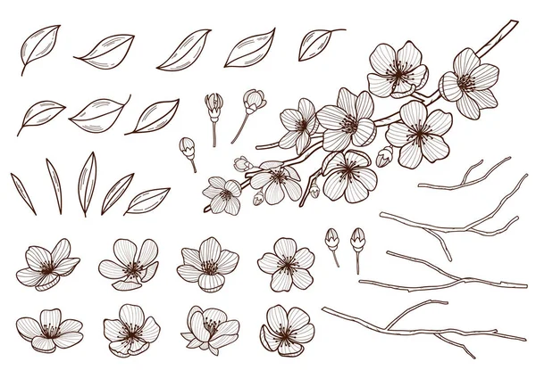 Flores de amêndoa conjunto desenhado à mão. Flores de primavera folhas, botões e ramos coletados. Sakura, cereja, macieira, ameixa elementos florescentes isolados no fundo branco. ilustração do vetor da pena da tinta . — Vetor de Stock