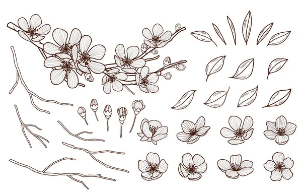 Ανθισμένες αμυγδαλιές το χέρι συντάσσονται σύνολο. Ανοιξιάτικα λουλούδια, φύλλα, μπουμπούκια και οι κλάδοι που συλλέγονται. Sakura, Κερασιά, Μηλιά, δαμάσκηνο άνθηση στοιχεία που απομονώνονται σε λευκό φόντο. Εικονογράφηση διάνυσμα στυλό μελάνης. — Διανυσματικό Αρχείο