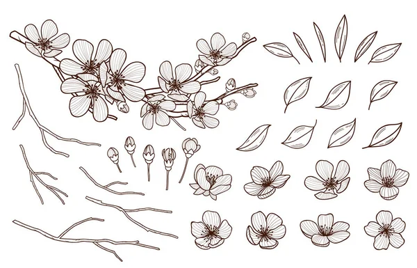 Set de fleurs d'amande dessinées à la main. Fleurs printanières feuilles, bourgeons et branches recueillies. Sakura, cerisier, pommier, prunier éléments florissants isolés sur fond blanc. Illustration vectorielle stylo encre . — Image vectorielle