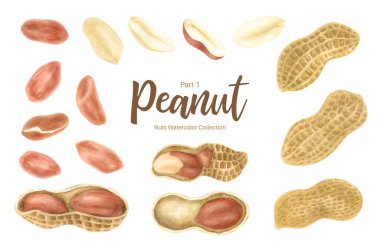 Fıstık. Groundnut bütün , yarıya, kabuk ve beyaz arka plan seti izole bireysel çekirdekler. Geleneksel ve sağlıklı fıstık ezmesi kahvaltı gıda. Suluboya illüstrasyon.