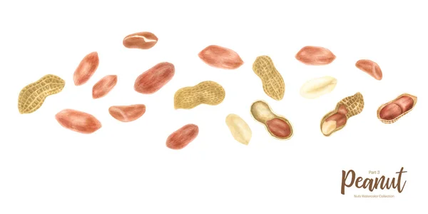 Pinda. Grondnut geheel, helften, in schaal en individuele kernels geïsoleerd op witte achtergrond set. Traditionele en gezonde pindakaas ontbijtgerechten. Aquarel illustratie. — Stockfoto