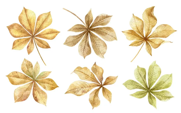 Castañas.Conjunto de hojas de otoño aisladas sobre fondo blanco.Decoración tradicional de la temporada de acción de gracias y otoño.Regalos de la naturaleza para manualidades con niños.Ilustración de acuarela dibujada a mano . —  Fotos de Stock