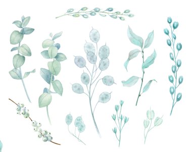 Mavi otlar beyaz arka plan üzerinde izole. Okaliptüs ve dekorasyon için kurutulmuş buketleri. Noel, kış tatilleri, düğün, davetiyeler, planlayıcı dekoratif bitki elemanları. Suluboya illüstrasyon.