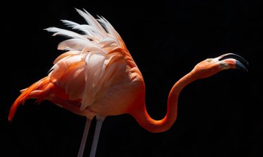 Siyah arkaplanda flamingo