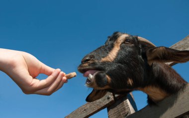 Çocuk hayvanat bahçesinde keçi besliyor.