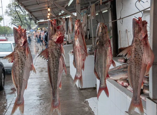 Рибний Магазин Продає Різні Види Рибної Ловлі Річки Парана Росаріо — стокове фото