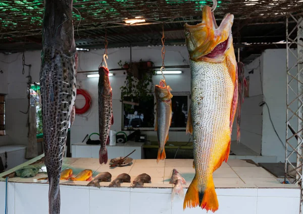 Fish Shop Selling Variety Artisanal Fishing Parana River Rosario Argentina — Stock Photo, Image