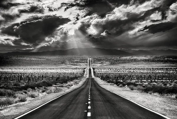 Desert Giant Cactus Straight Road Infinity Taken Salta Privince Argentina — Stock Photo, Image