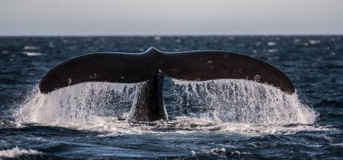 Patagonya 'da balina kuyruğu