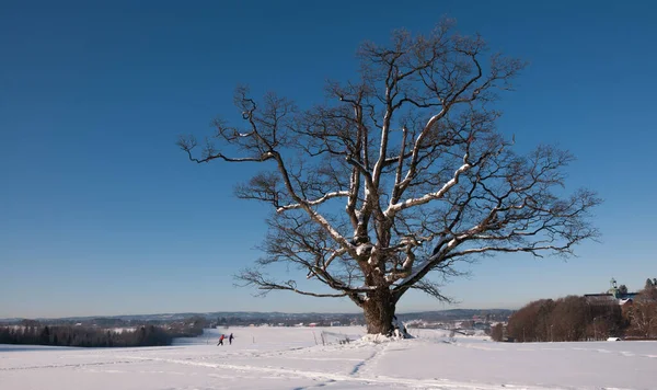 A very old oak with snow and people skiing