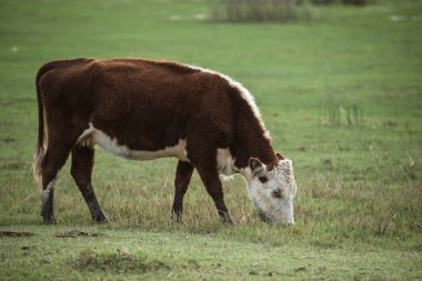 Çiftlikteki genç inek