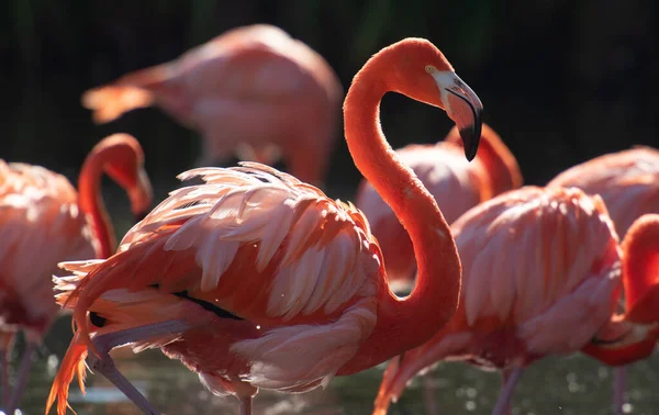 Bu fotoğraf Arjantin, Güney Amerika 'da çekildi..