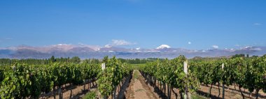 Valle de Uco 'daki üzüm ekimi dağları ve ay, Mendoza, Arjantin