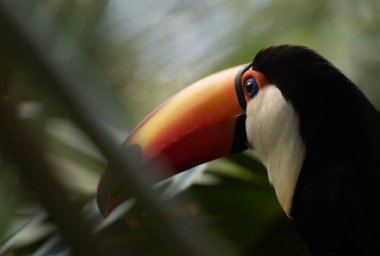 Brezilya 'nın Atlantik ormanlarında Tukan veya Tukan