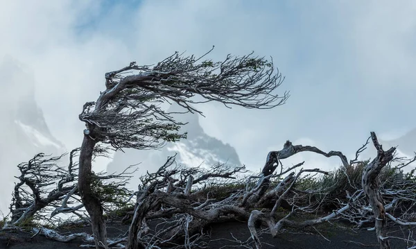 Extreme wind and bent trees, lake Pehoe, Torres del Paine National Park, Chile