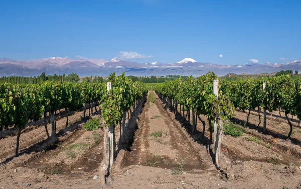 Üzüm ekimi dağları ve ay