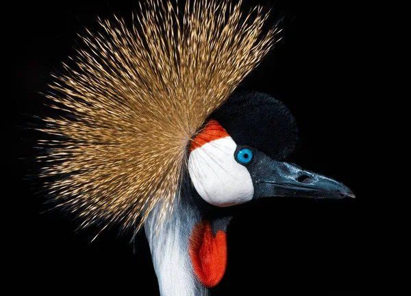 Retrato Una Grúa Gris Coronada —  Fotos de Stock