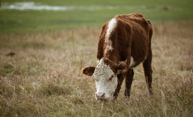 Çiftlikteki genç inek