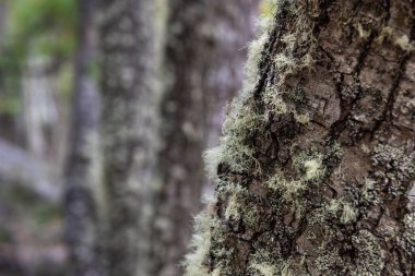 Güney Patagonya 'da çekilmiş, tipik bir yosun gövde yüzeyine yapışmış. Tierra del Fuego Ulusal Parkı