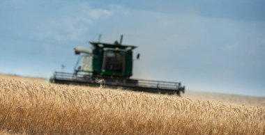 La Pampa Arjantin 'de buğday tarlasında çalışan hasat makinesi.