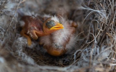 Bir gün önce doğdular, öğle yemeğinden sonra dinleniyorlar..