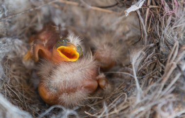 Bir gün önce doğdular, öğle yemeğinden sonra dinleniyorlar..
