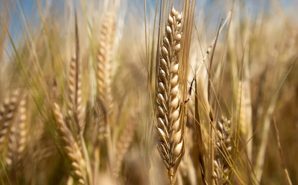 Plantacja Pszenicy Pampas Argentyna — Zdjęcie stockowe