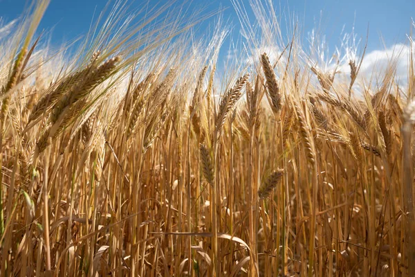 Plantacja Pszenicy Pampas Argentyna — Zdjęcie stockowe