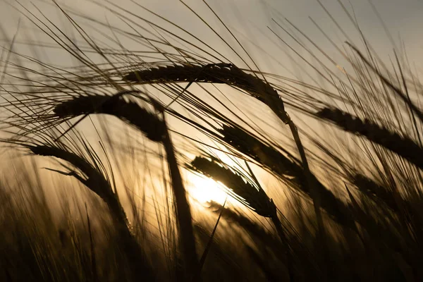 Plantacja Pszenicy Pampas Argentyna — Zdjęcie stockowe