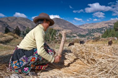 Pisac, Peru - 8 Ağustos 2011: Pisac yakınlarında Amaru adında bir komünde çalışan kadın çiftçi