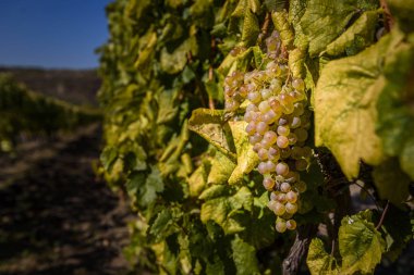 Bir küme botrytised Furmint aszu üzüm doğrudan güneş ışığı altında yeşil yaprakları Mad, Tokaj-hegyalja, Macaristan çevrili, renkli, izole portre resmi.