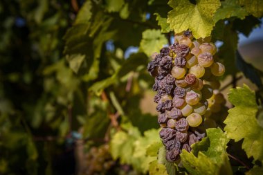 Bir küme botrytised Furmint aszu üzüm doğrudan güneş ışığı altında yeşil yaprakları Mad, Tokaj-hegyalja, Macaristan çevrili, renkli, izole portre resmi.