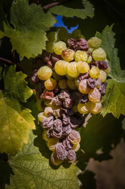 Bir küme botrytised Furmint aszu üzüm doğrudan güneş ışığı altında yeşil yaprakları Mad, Tokaj-hegyalja, Macaristan çevrili, renkli, izole portre resmi.