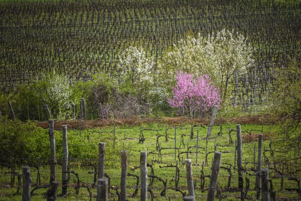 Jarní Foto Kvetoucí Mandle Švestkové Stromy Obklopené Vinicemi Tokaj Wine — Stock fotografie