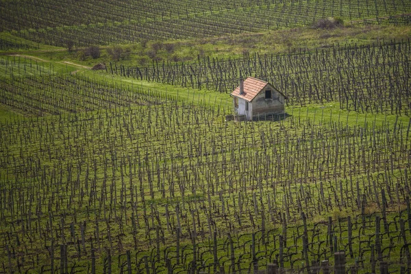 Fotografie Tiskové Dům Obklopen Vinice Dálky Jaře Tokaj Wine Region — Stock fotografie