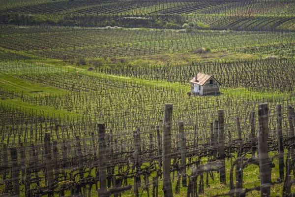 Fotografie Tiskové Dům Obklopen Vinice Dálky Jaře Tokaj Wine Region — Stock fotografie